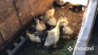 Вольер для гусей 😊своими руками