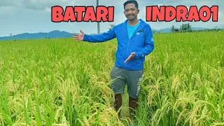 Batari indra01 Hybrid Rice | Ripening Stage | Hybrid na pwed sa Wet and Dry Season | Hindi Dapain