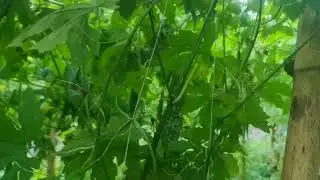 Ampalaya 6th harvest...