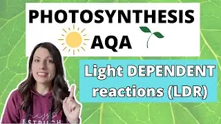 PHOTOSYNTHESIS -Light Dependent Reaction:A-level Biology. Photolysis, photoionisation & chemiosmosis