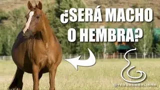 CÓMO SABER SI TU POTRO NACERÁ MACHO O HEMBRA