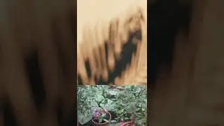 Сад во дворе.
