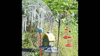 A Surprise Out Of Season Visit From A Pair Of  Orioles #shorts