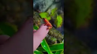 Taka jestem NIEBEZPIECZNA! #pets #frog