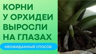 Как быстро нарастить корни у орхидеи Корни у фаленопсисов выросли на глазах.