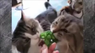Новые смешные coub видео Самые Лучшие приколы ютуб Смех до слез Новые смешные видео