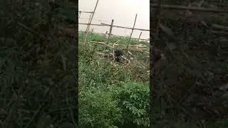 Penampakan suku mante maling tomat :)