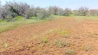 Zapallar. Хоразм. Урганч. Богот тумани