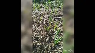 Секреты урожая чеснока