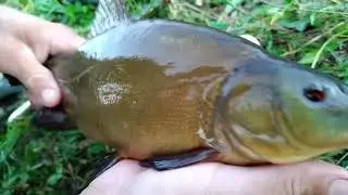 Бронзовые красавцы на удочку...