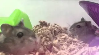 adorable djungarian hamsters