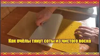 Как пчёлы тянут соты