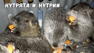 НУТРИИ и НУТРЯТА : как переносят холода. 22. 02. 25