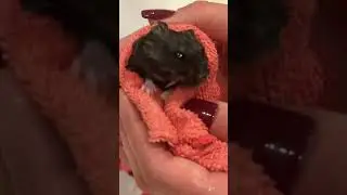 Хомякан 