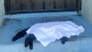 Vine a dejar el gatito muerto a su casa