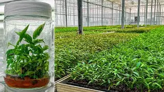 Create a Fertile Tree from Test Tubes! Laboratory for Growing Plants