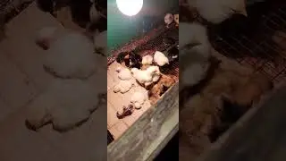 У нас лупятся утята и цыплята.