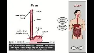 Trávení, část 6: Jícen - souhrn (průchod sousta)