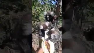 Saguim🐒