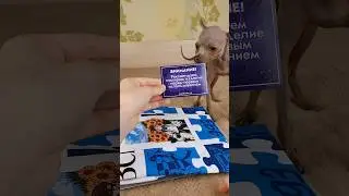 мерч от Лололошки @MrLololoshka