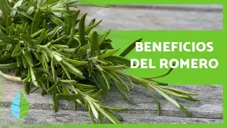 ¿Para qué sirve el ROMERO? 🌿 Propiedades y BENEFICIOS 💚