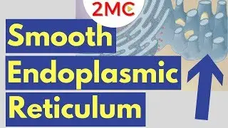 Smooth Endoplasmic Reticulum Function and Structure | Cell Biology Simplified
