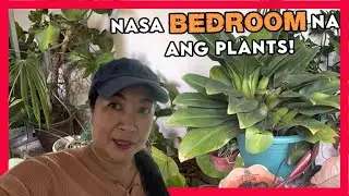 Because of Super Typhoon Mawar, 2 bedrooms became forest! Full of plants!