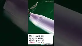 Why Mosquitos drink blood 
