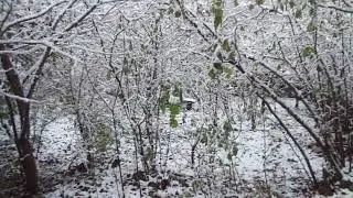 Обрезка груши на НЕ урожай. В саду лаботаю с лю...
