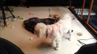 Tired of being cooped up
