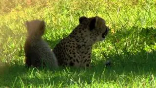 New Cheetah Cubs at Breeding Facility - Cincinnati Zoo
