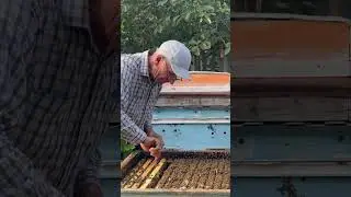 Осмотр очень сильной пчелосемьи😍