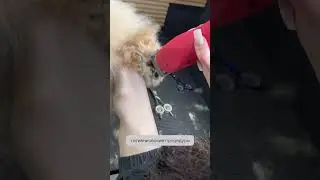 Подстригите, но не стригите😺 стрижка ножницами. 