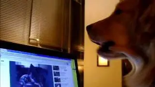 My Golden Boy Kula HOWLING LOUDLY Along With A Youtube Video!