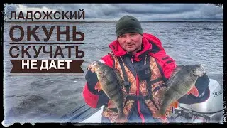 ЛОВЛЯ ОСЕННЕГО ОКУНЯ!БЕЗ ПОДЖОПНИКОВ!