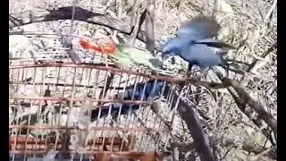 Azulão Bozo