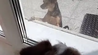 Ромео и Нюра