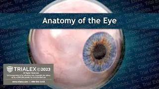Anatomy of the Eye - Medical Animation