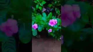 Beautiful plants the world 