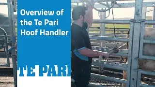 Hoof Trimming Cattle Crush | Te Pari's Hoof Handler