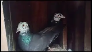 village creatures puraas