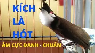 Luyện chào mào hót căng lửa, QUÁ HAY - CHÉ KÍCH BỔI CĂNG ĐÉT, Cách luyện chào mào hót sáng, chao mao