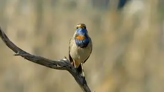 варакушка Luscinia svecica (батарейки сели:))