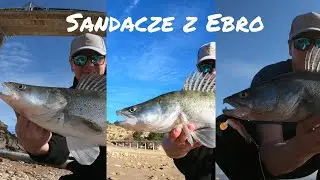 Sandacze z Ebro - dużo ryb z brzegu 🎣🎣🎣