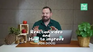 Reaction Video and How to improve for dogs