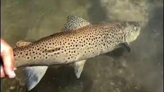McCloud River Brown Trout Released