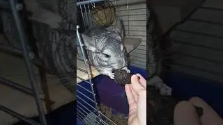 Шиншила в захваті від груши 😋