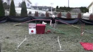 Americas Got Talent Dog Stars