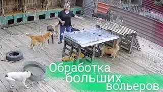 Обработка собак в большом вольере