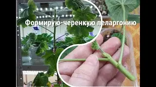 Как обрезать герань?Формировка пеларгонии